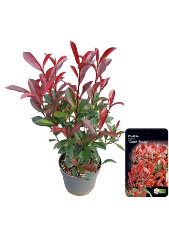 PHOT FRASERI CARRÉ RUOGE