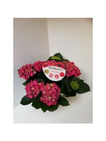 HYDR M 7+ REMBR ROSSO G