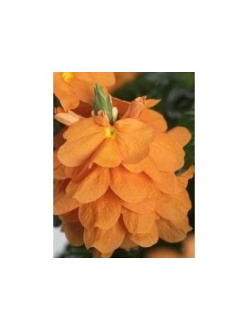 CROSSANDRA FORTUNA