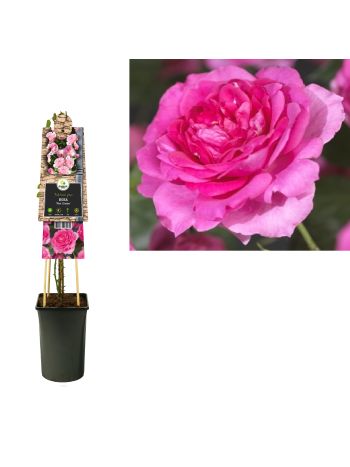 ROSA PINK CLIMBER