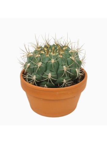 GYMNOCALYCIUM SAGLIONE