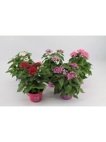 ZZ PENTAS MIX