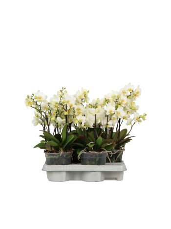PHAL FLORA FEHÉR 15 CM