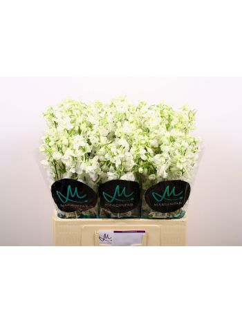 DELPH ANDES WHITE 60CM