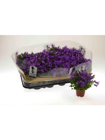 ZZ CAMPANULA MINI BLUE GET MEE