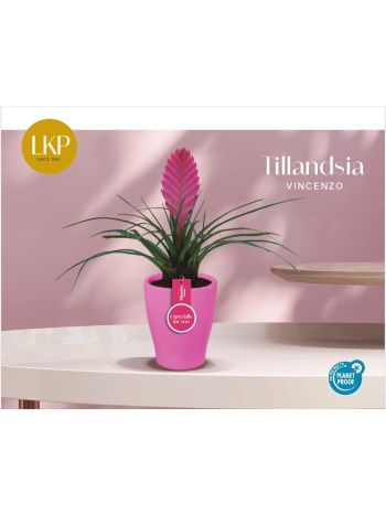 TILL VINCENT KASPÓS