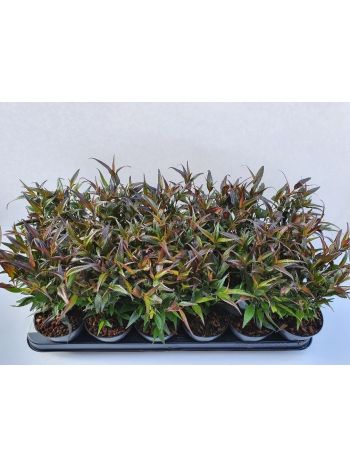 STROBILANTHES ANI. BRUNETTHY