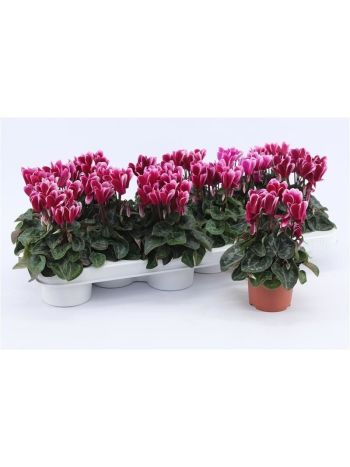 CYCL KL SNOWRIDGE CIRMOS