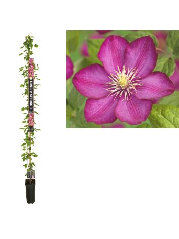 CLEM VILLE DE LYON LONG