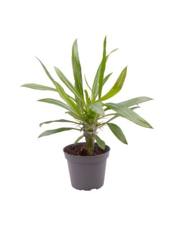 PACHYPODIUM LAMEREI 6CM