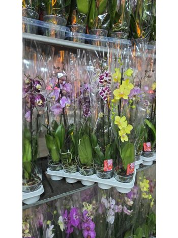 PHAL 1 ÁG GEM BUDGET