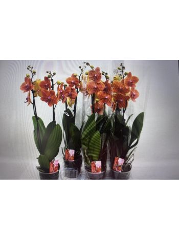 PHAL 2 ÁG ORANGE