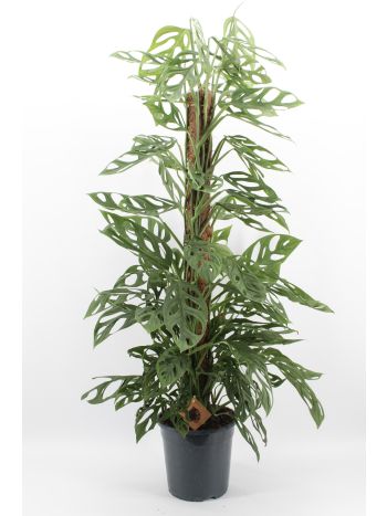 MONSTERA HOLY MOLY MOSSTOK