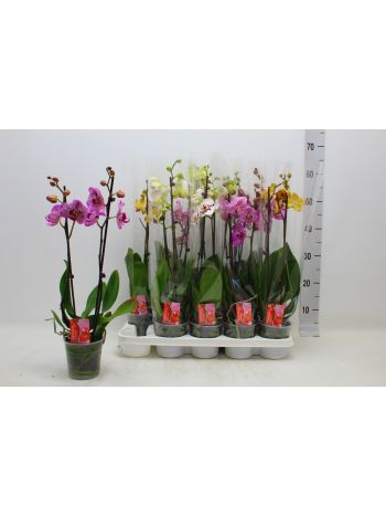 PHAL 2 ÁG 60 CM