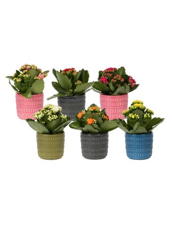 ZZ Ö. KALANCHOE ROSALIE KASPÓS STRIPES