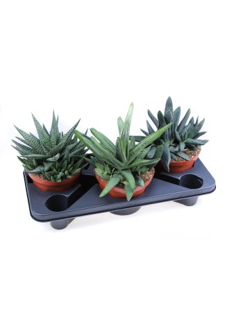 ALOE HAWORTHIA MIX AKCIO