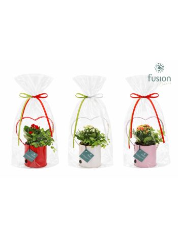 KAL HED LED ZINK KASPÓS VALENTIN