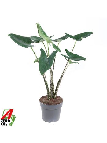 ALOC ZEBRINA