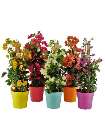 ZZ BOUGAINVILLEA PIRAMIDE