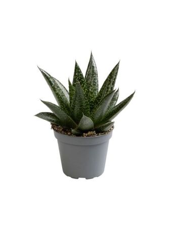 GASTERIA ALOE D.DUE