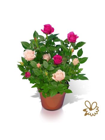 RO CLASSIC STAR 2 SZÍNŰ