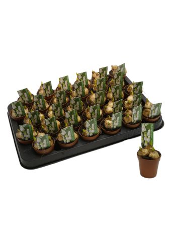 MUSCAR WHITE MAGIC MINI