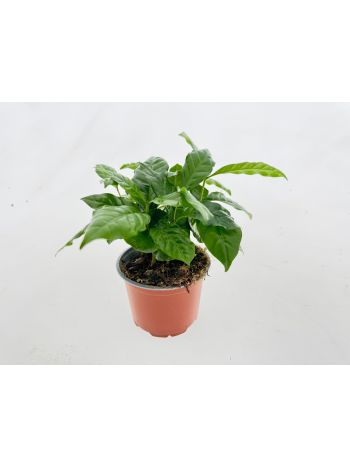COFFEA ARABICA
