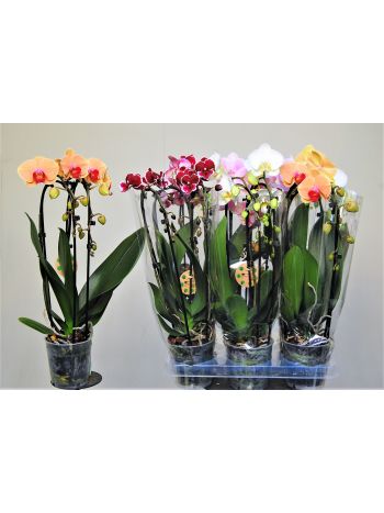 PHAL 2 ÁG CASCADE