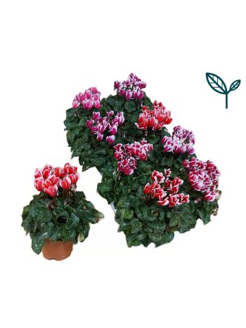 CYCL KL FANTASIA PAARS