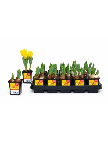TULP YELLOW BABY 7 CM