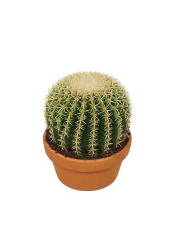 ECHINOCACTUS BREVISPINA