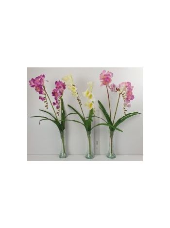 2 ágú frézia 24348