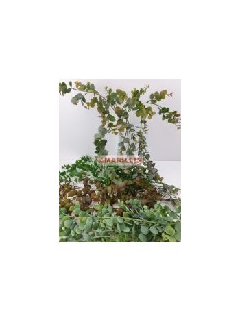 EUKALIPTUSZ FUTÓ 25821