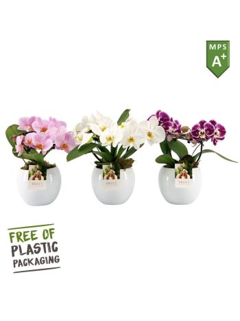 ZZ PHAL ANGEL MIX  KASPÓS