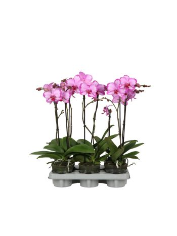 PHAL 2 ÁG TOSHI