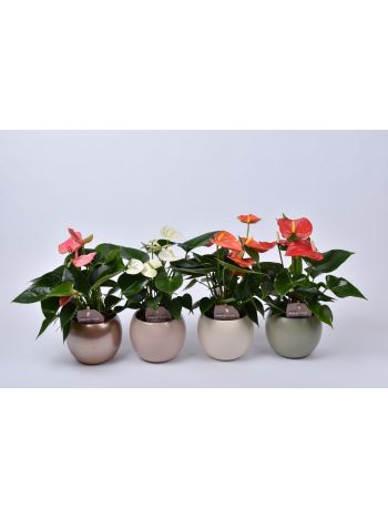 ZZ ANTHURIUM KASPÓS