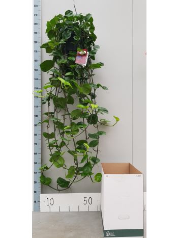 EPIP GLOBAL GREEN 150 CM