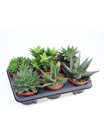 ALOE HAWORTHIA MIX AKCIO