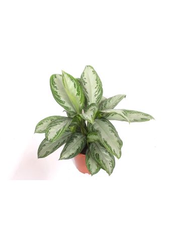 AGLAONEMA MIX