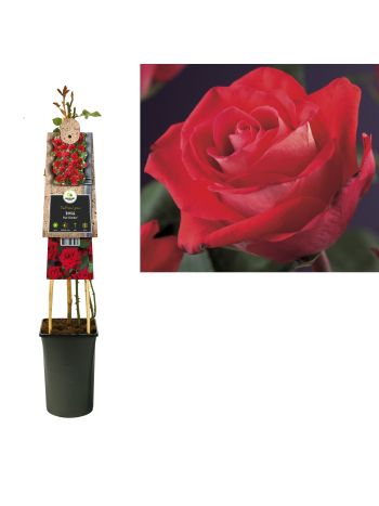 ROSA RED CLIMBER