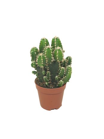 CEREUS FLORIDA PAOLINA