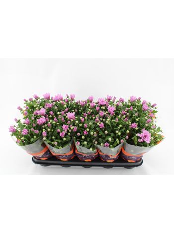 CHRYS BREEZE PINK
