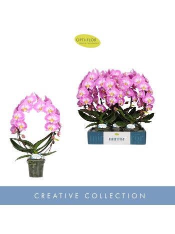 PHAL MIRROR MIRACLE KIARA