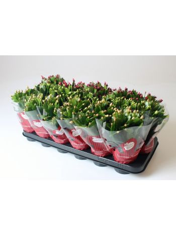 SCHLUMB GEM ROSA DANICA