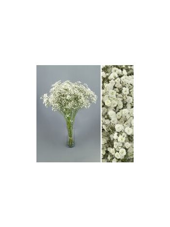 GYPS AFR XLENCE 20GR
