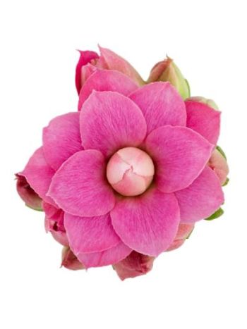 KAL GE RF AUDREY AKCIO