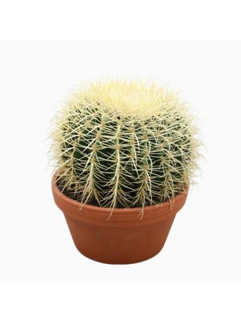 ECHINOCACTUS GRUSONII