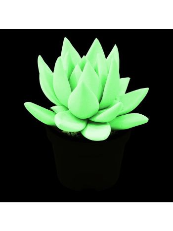 ECHEV GLOWING STAR IN THE DARK MINI