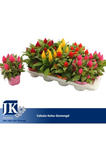 ZZ CELOSIA FIRE GEM