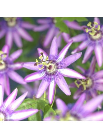 PASSIF AMETHYST LONG